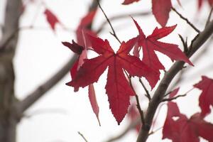 Ornamental maple leaves in autumn in front of white sky. photo