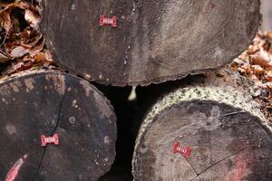 Wood logs numbered for further processing. photo