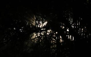White light shining through tree in the night. photo