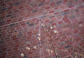 Many house sparrows - Passer domesticus - sitting in a bald tree in front of red clinker wall. photo