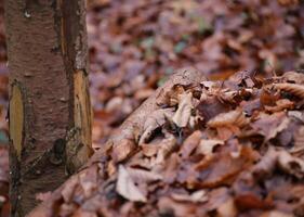 Leaves and wood in beech forest photo