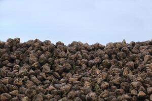 Pile of harvested sugar beets. photo