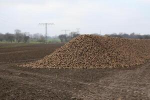 Pile of harvested sugar beets lying on a field in Germany. photo
