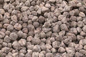 Pile of harvested sugar beets photo