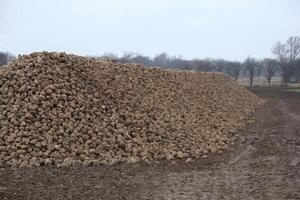 Pile of harvested sugar beets lying on field in Germany. photo
