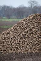 Pile of harvested sugar beets lying on a field in Germany photo