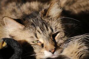 Norwegian Forest cat with long hair waking up. photo