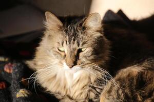 Norwegian Forest cat with long hair waking up photo