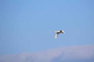 Whooper swan - Cygnus cygnus - flying on blue sky. photo