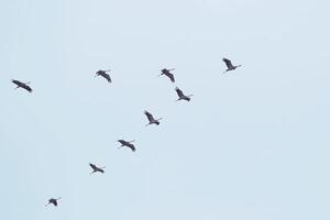 Flock of migrating white storks - Ciconia ciconia. photo