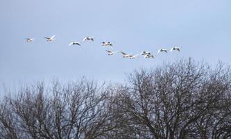 Flock of migrating mute swans - Cygnus olor. photo