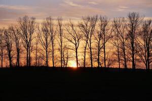 Winter sunset behind a row of bare trees. photo