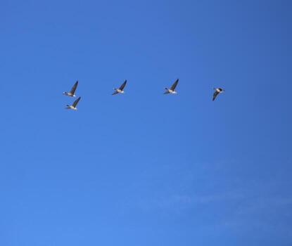 Flock of migrating greater white-fronted geese - Anser albifrons. photo