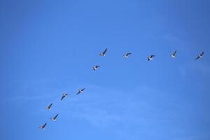 Flock of migrating greater white-fronted geese, Anser albifrons. photo