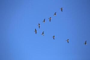 Flock of migrating greater white-fronted geese - Anser albifrons photo