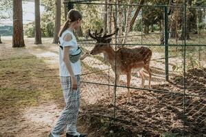 Deer nice stands in stall at reindeer farm, Cute fawn cub walks in zoo cage photo