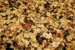 Yellow cute leaves lie on road, late autumn in city, foliage have fallen from trees photo