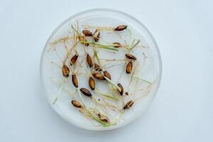 Glass petri smart dish with sprouted seeds on white surface table in laboratory photo