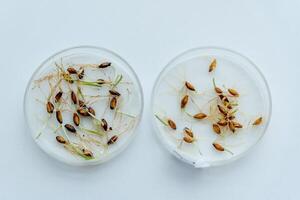 Glass petri dish smart with sprouted seeds on white surface table in laboratory photo