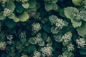 White nice small wildflowers with big green leaves, cloudy day in forest photo