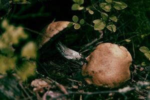 Mushrooms grow yummy in shade forest on moss, season of harvesting harvest after rain photo