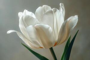 A Single Elegant White Tulip Blossom photo