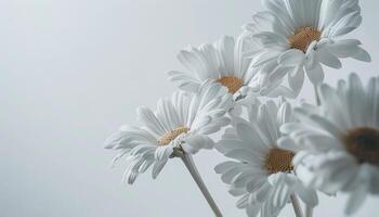 Delicate White Daisies in Soft Light photo