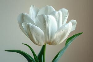 A Single White Tulip Flower Blooming Beautifully photo