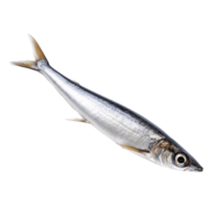 Fresh silvery sardine with luminous scales on transparent background png
