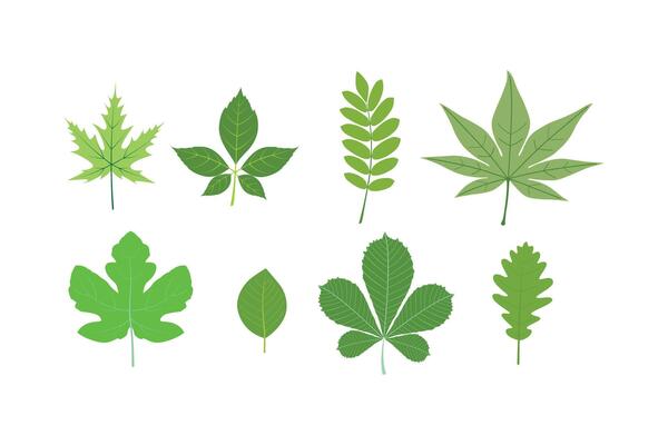Leaves of various trees, grass leaves, foliage of natural branches, green leaves, herbs, fresh beauty rustic eco-friendly background on white background