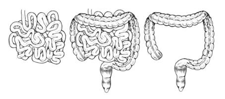 illustration of the human digestive system, showing large and small intestines separately. Hand drawn, black and white design ideal for medical, educational or biological purposes vector
