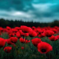 Vibrant red poppy flowers blooming under a dramatic cloudy sky photo