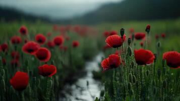 Vibrant red poppies bloom in a serene meadow near a winding stream photo