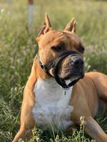 A proud dog sits in a grassy field, displaying its happy expression and strong build. The soft fur shines in the light, exuding energy and vitality. photo