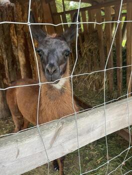 A curious llama gazes through the fence, its expressive eyes inviting you to connect. The rustic background adds charm to this serene farm scene. photo