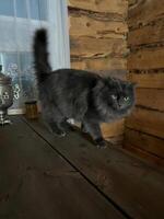 A fluffy gray cat walks gracefully across a wooden table in a rustic setting, showcasing its elegance with bright eyes, surrounded by a warm, inviting home atmosphere photo