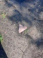 A heart-shaped rock rests on a concrete surface, partially surrounded by grass and dirt, cleverly blending natural beauty with urban settings, inviting curiosity photo