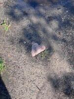 A heart-shaped rock rests on a concrete surface, partially surrounded by grass and dirt, cleverly blending natural beauty with urban settings, inviting curiosity photo