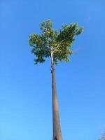 A tall tree with a blue sky in the background photo