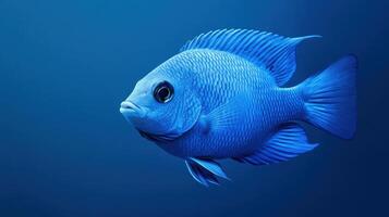 Vibrant blue fish swimming gracefully in a clear underwater environment photo