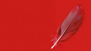 Vibrant red feather against a bold red background highlighting texture and color contrast photo