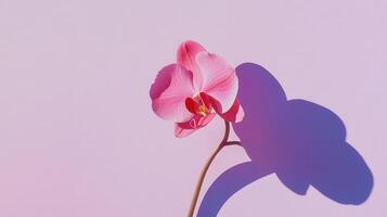 Delicate pink orchid casting a soft shadow against a pastel backdrop photo