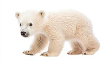 Playful polar bear cub exploring its environment in the Arctic tundra during the daytime photo