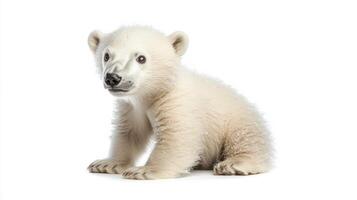 Playful polar bear cub sitting on a white background during a bright daylight moment in its natural habitat photo