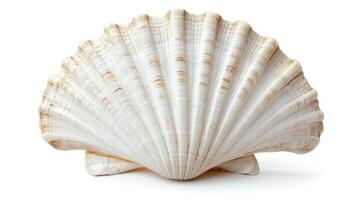 Beautiful scallop shell displaying unique texture and natural patterns found on the beach photo
