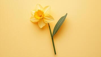 Bright yellow daffodil on a soft yellow background adds a cheerful touch to the spring atmosphere and invites warmth and happiness photo