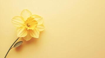 Beautiful yellow daffodil flower on a soft yellow background capturing the essence of springtime photo