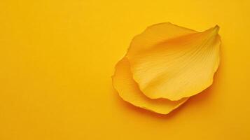 Bright yellow rose petal resting on vibrant yellow background in natural light photo