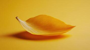 Fine yellow petal softly resting on a vivid background, capturing nature's delicate beauty in stillness photo