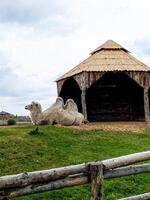 Vertical picture, a camel in a zoo with two humps photo